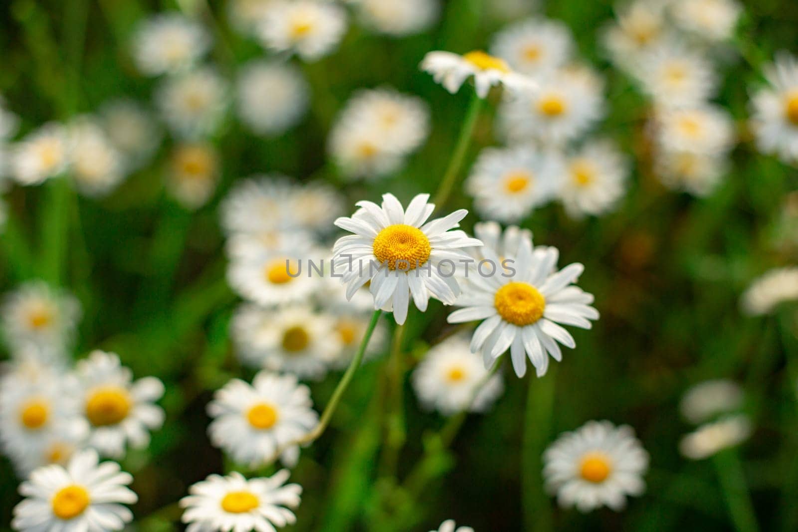 Glade of white chamomile flowers close up top view.