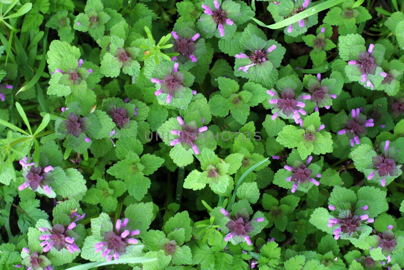 Floret