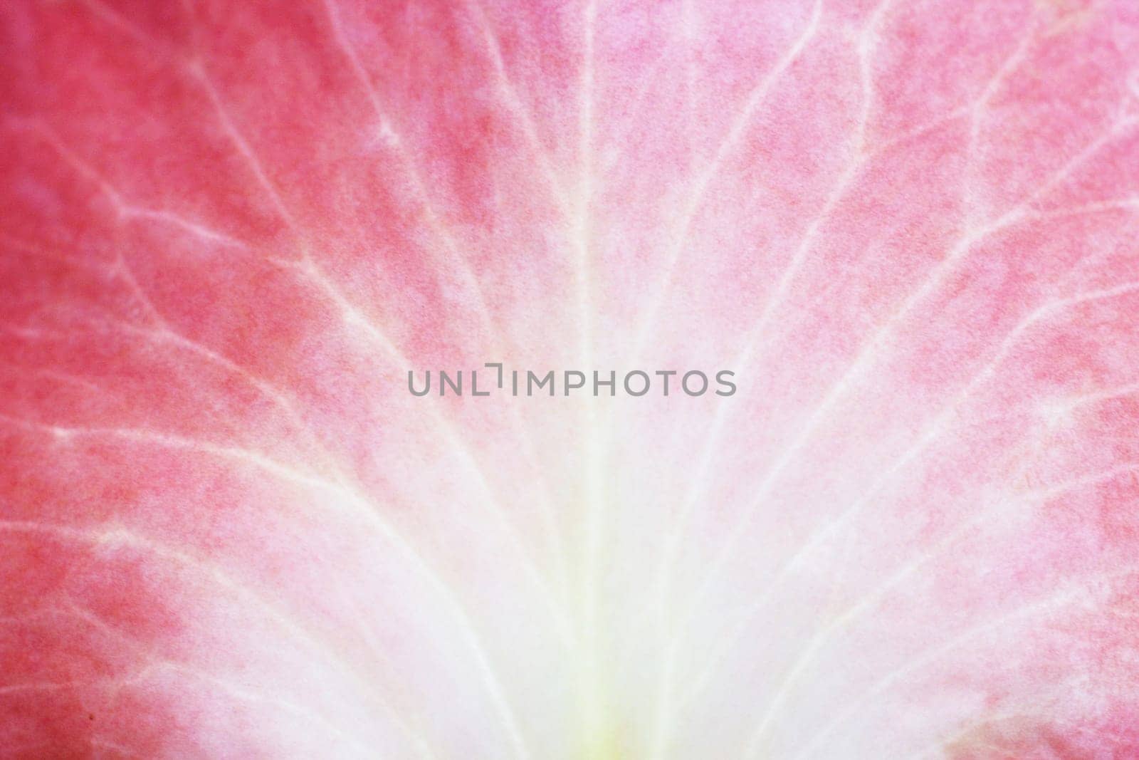 Flower cross-section
