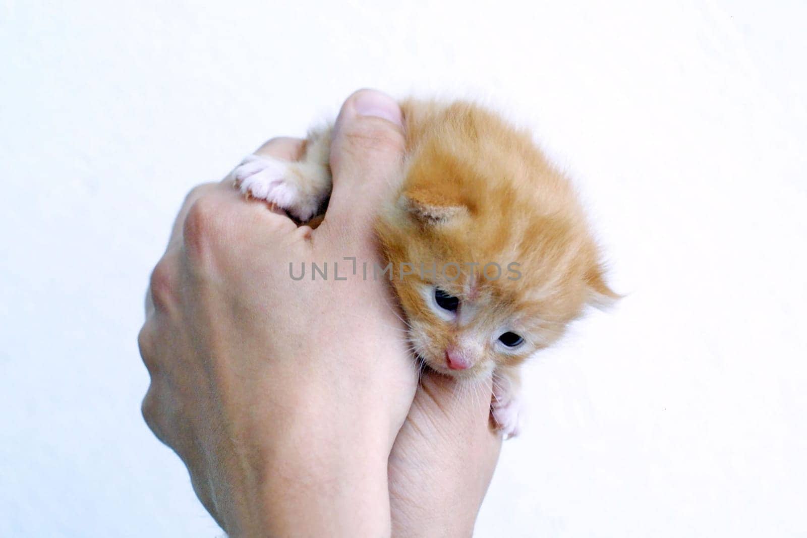 Mietzekatze