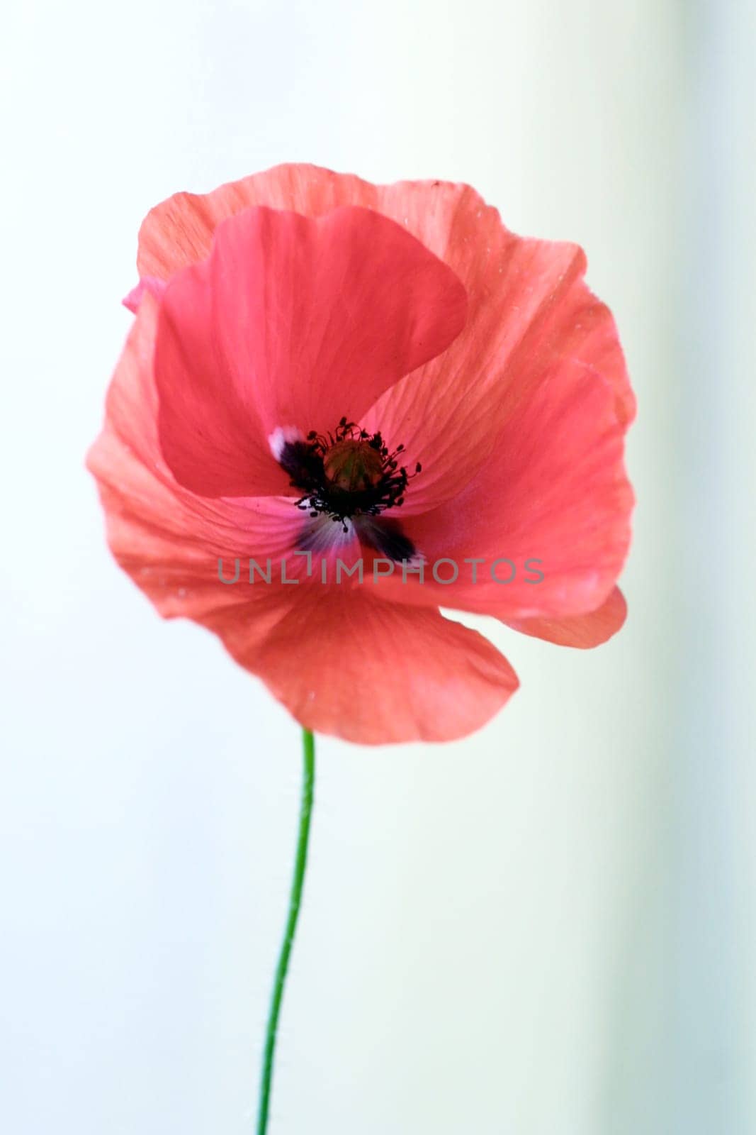 poppy