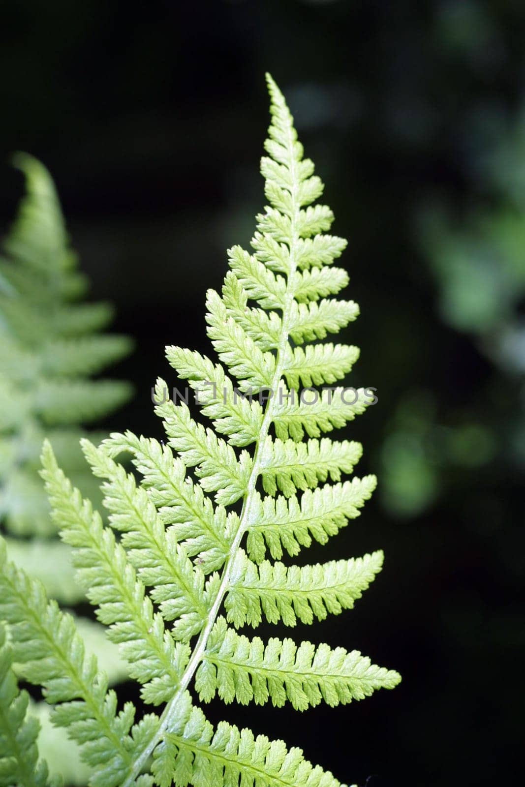 leaf