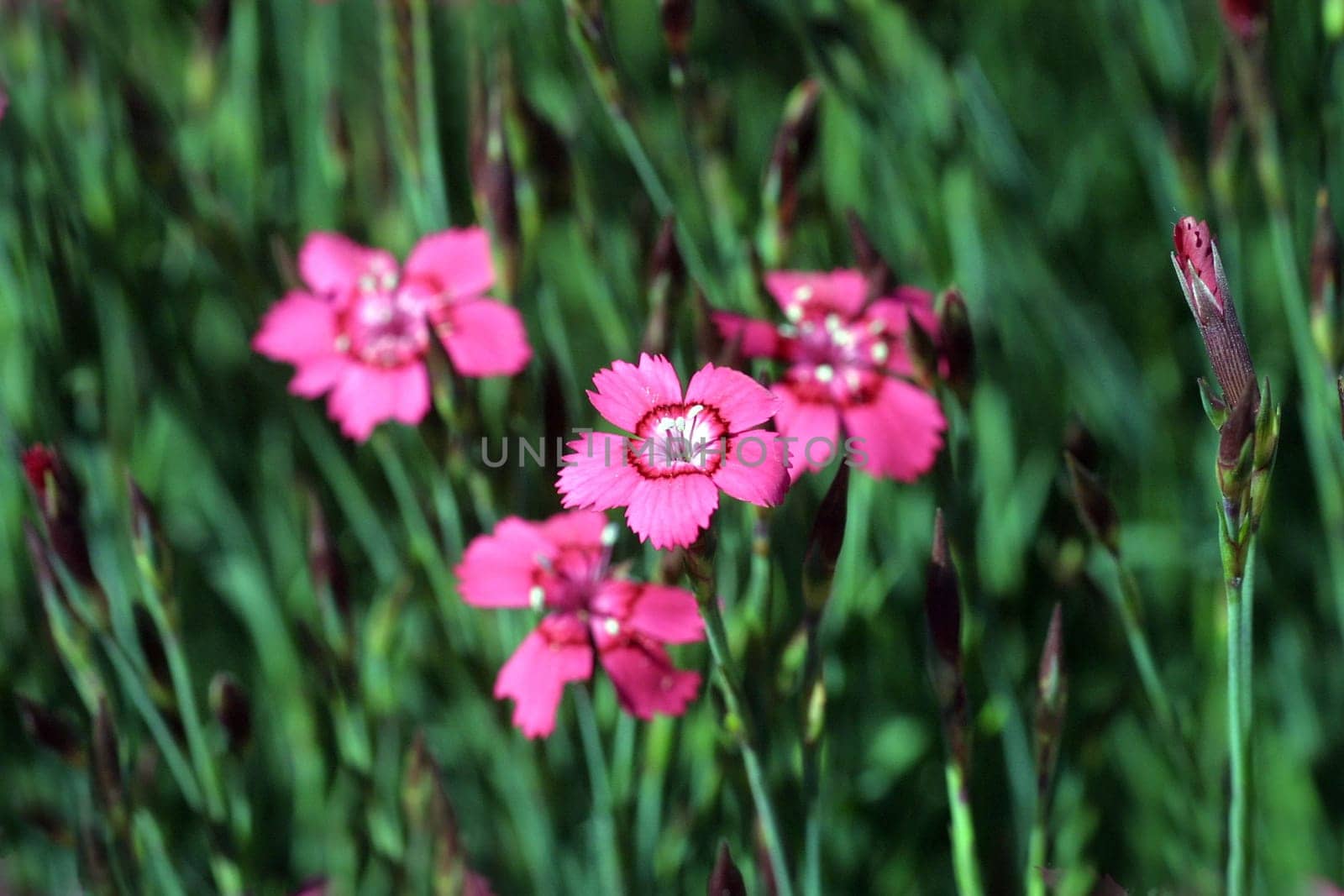 Flowers Meadow