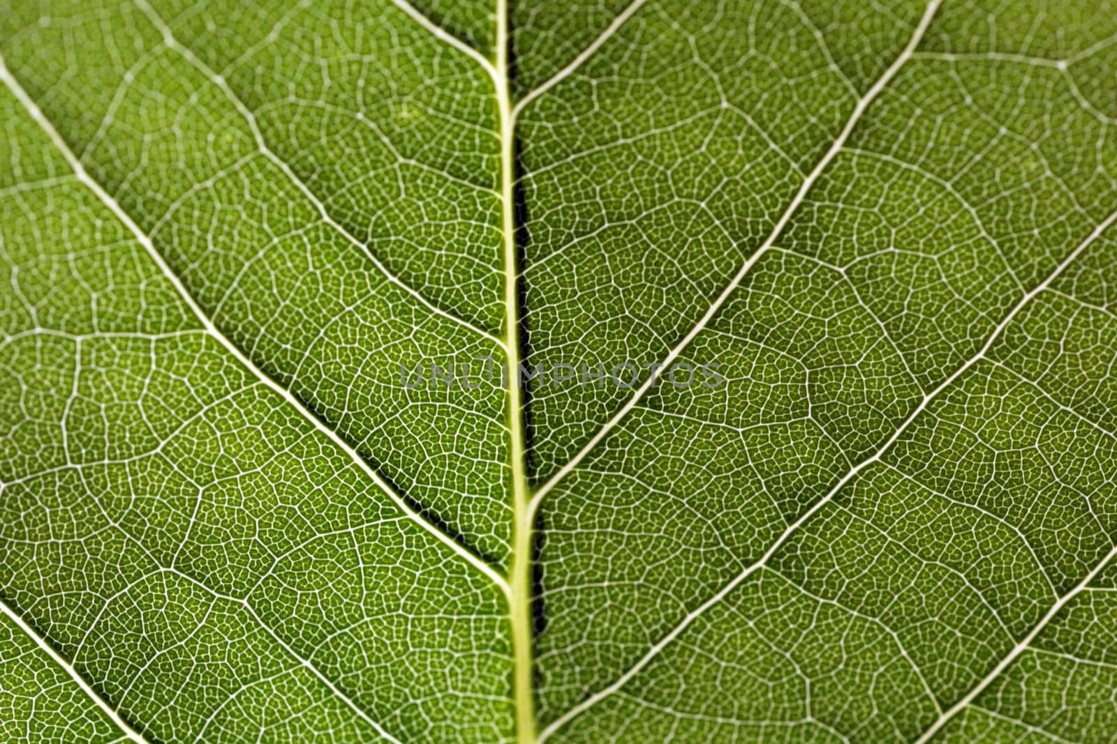 Leaf