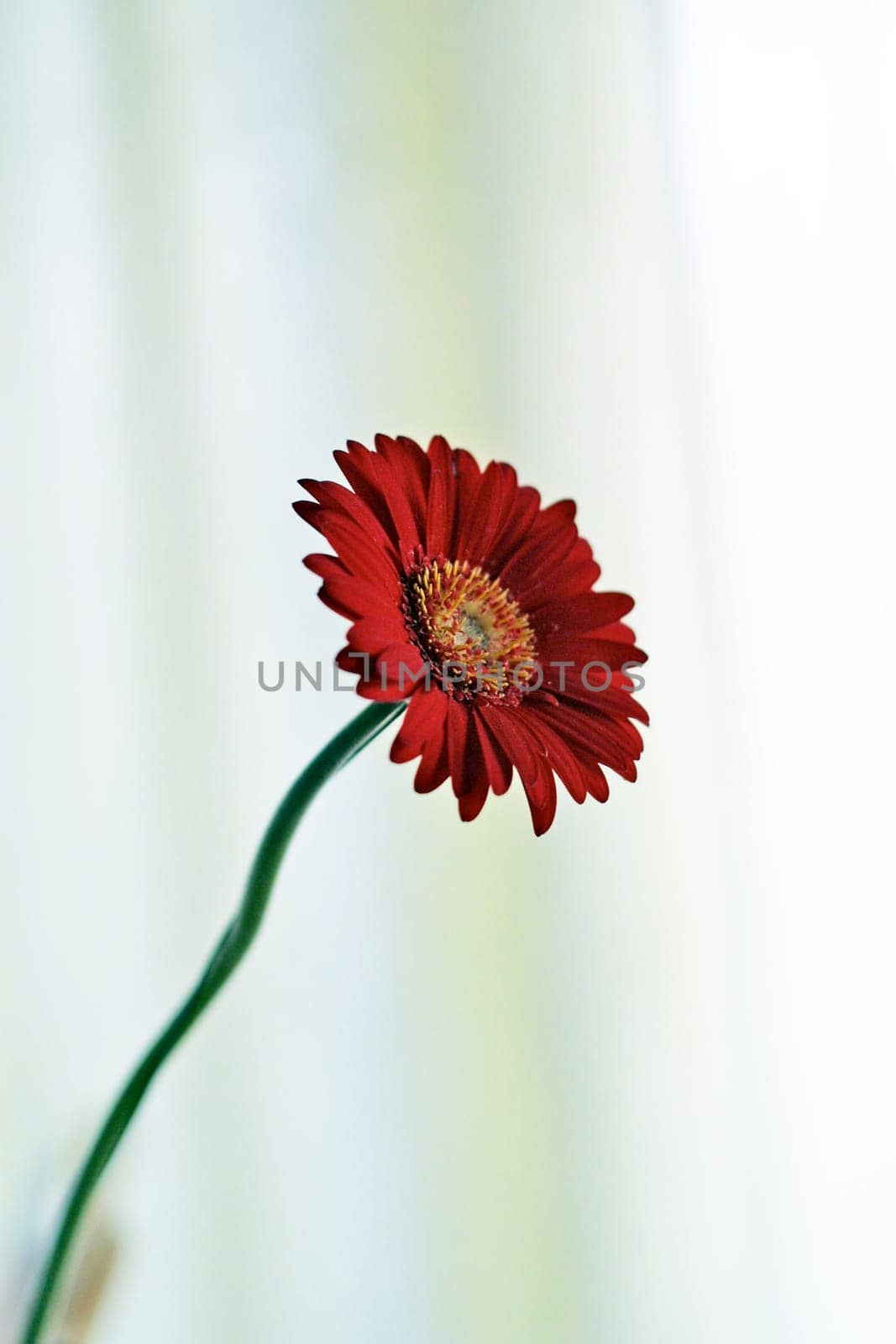 Red Flower