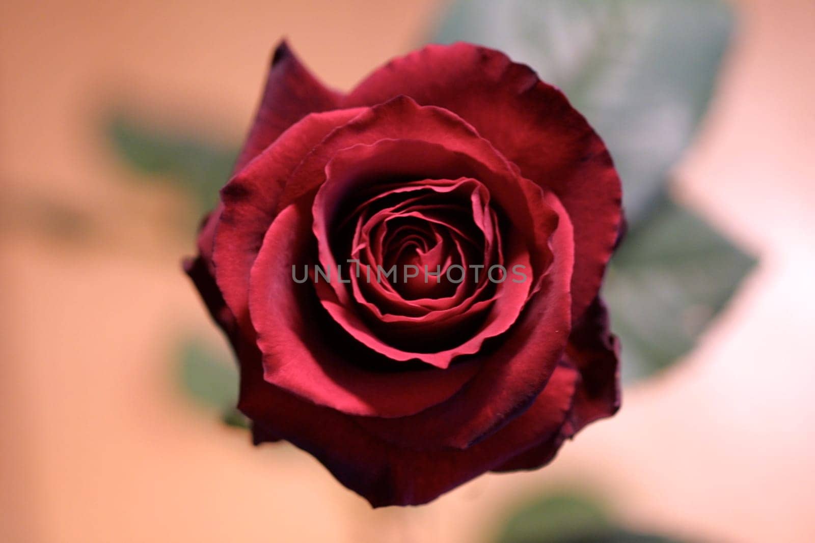 rose without hip without rosehip