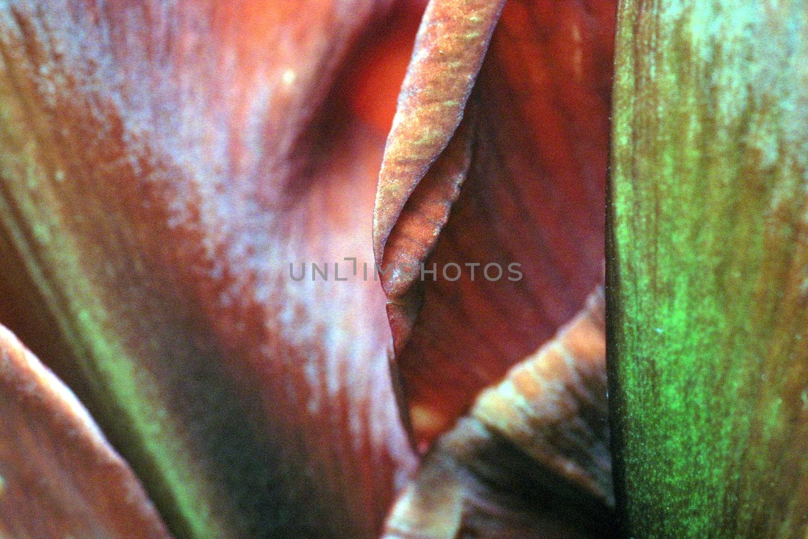 Petal wilted