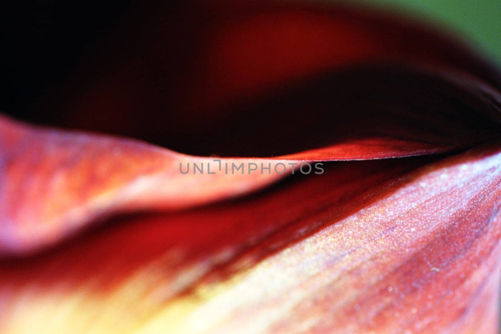 Petal