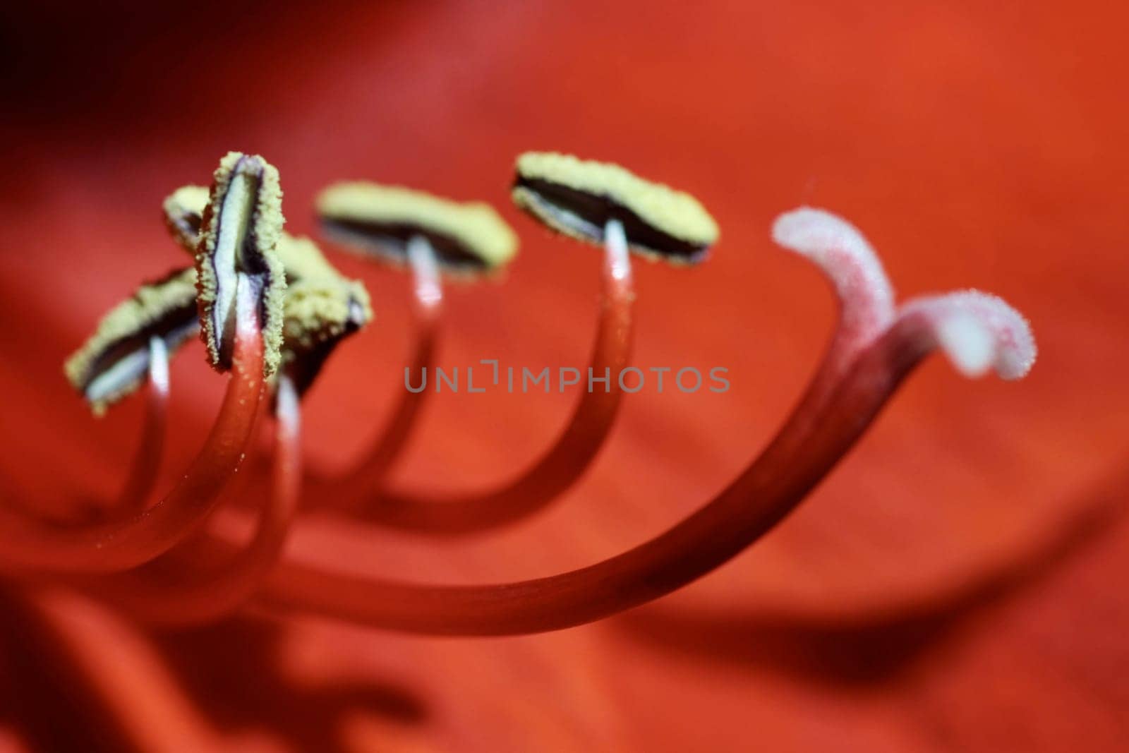 Red bloom