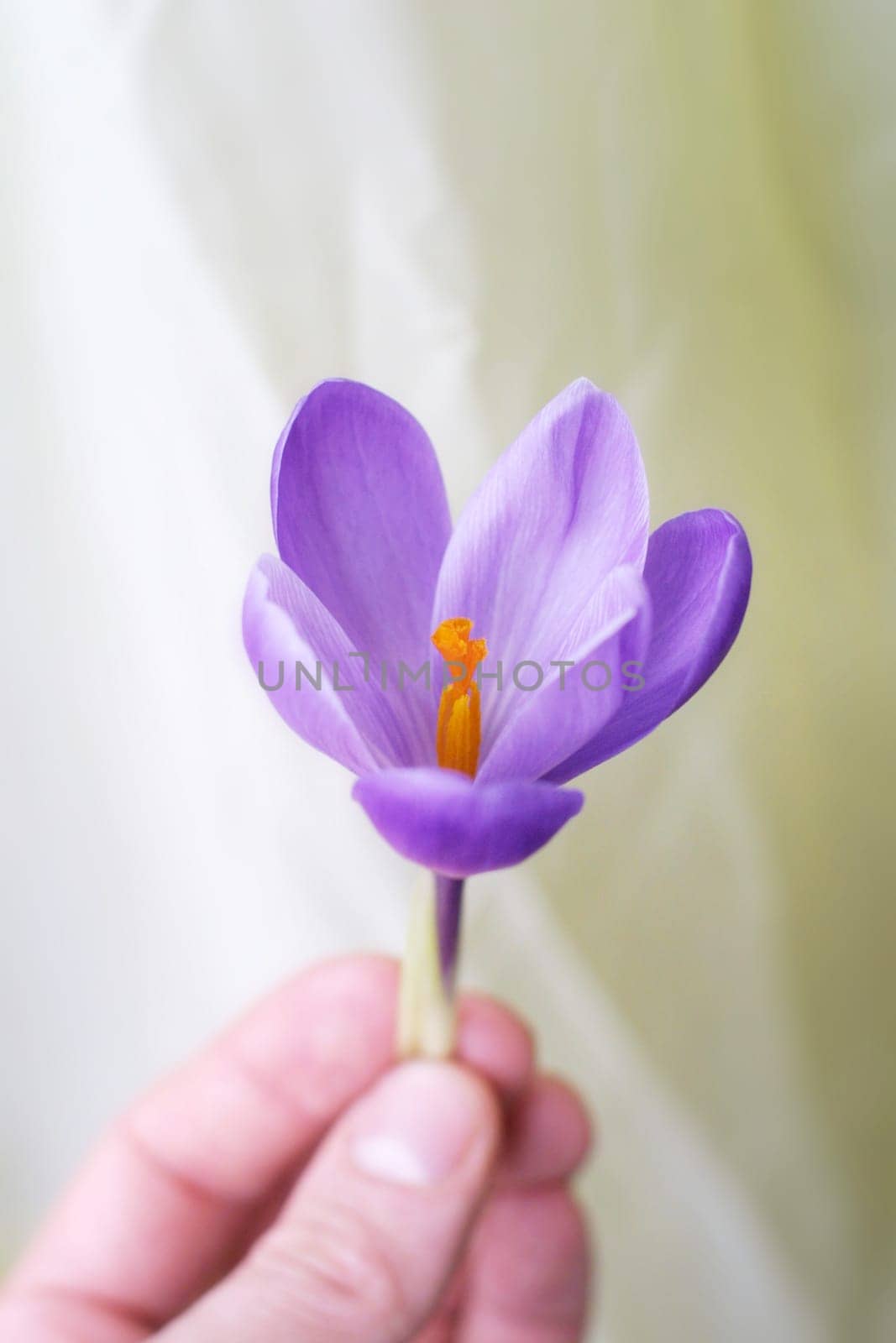 Crocus in hand