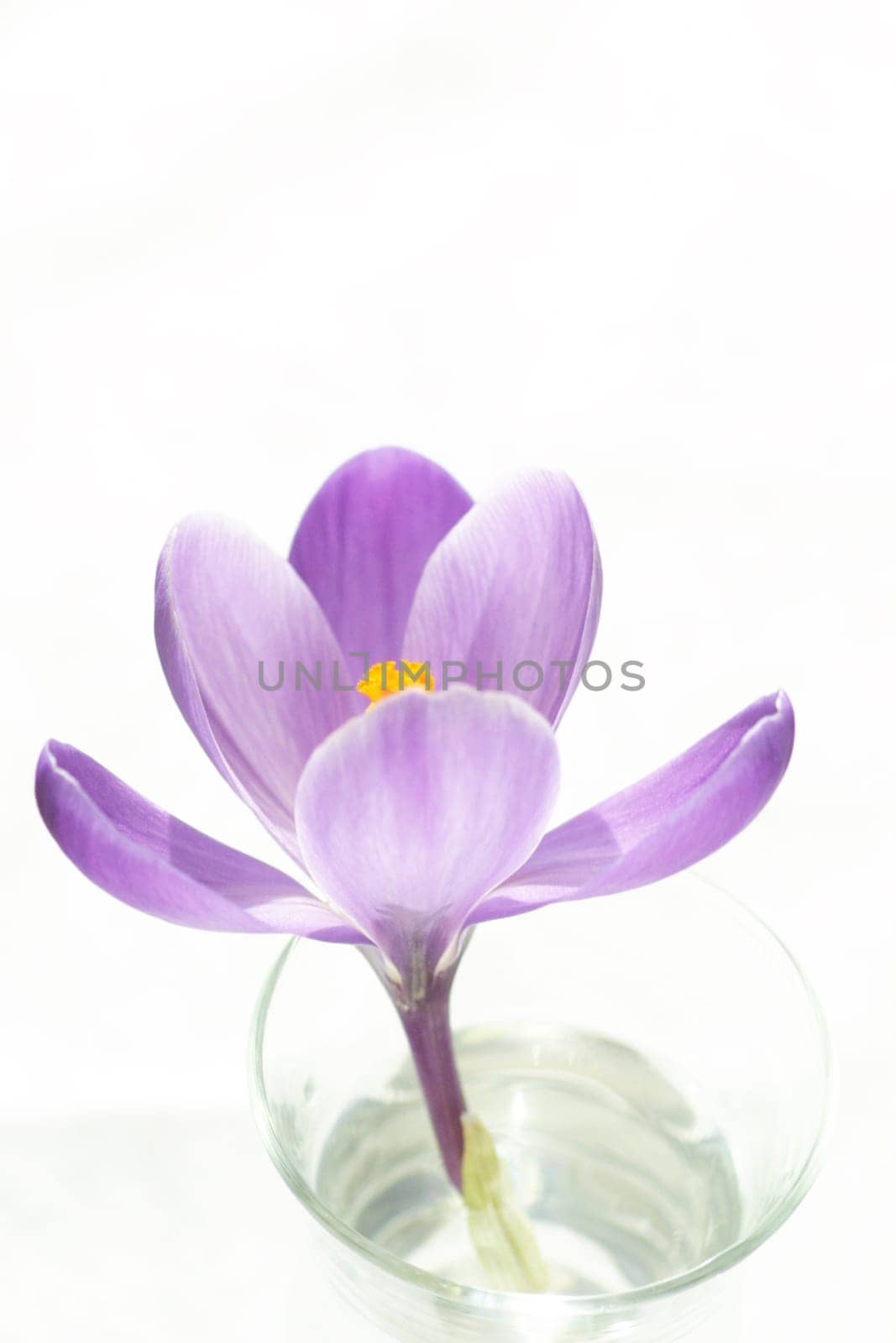 Crocus in a vase