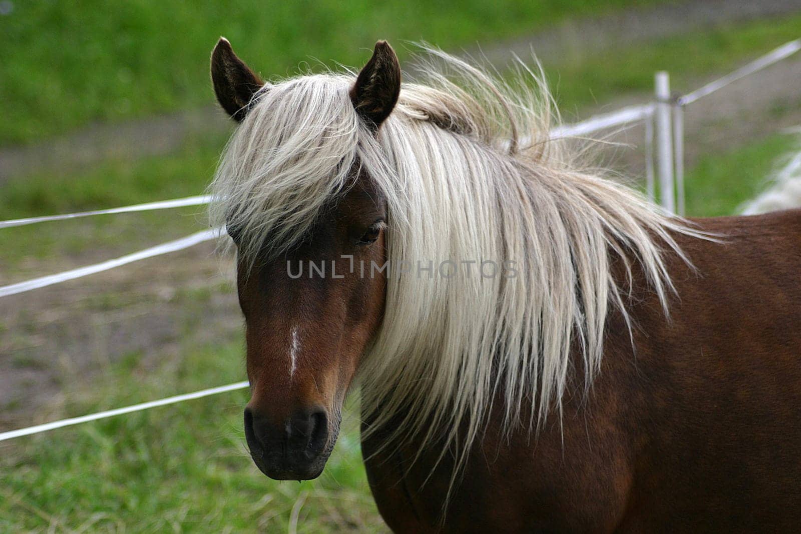 Shetty