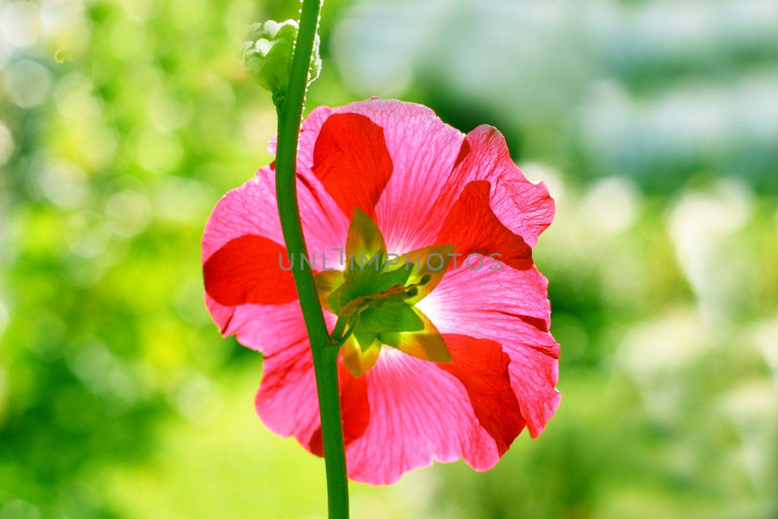 Flower Wheel