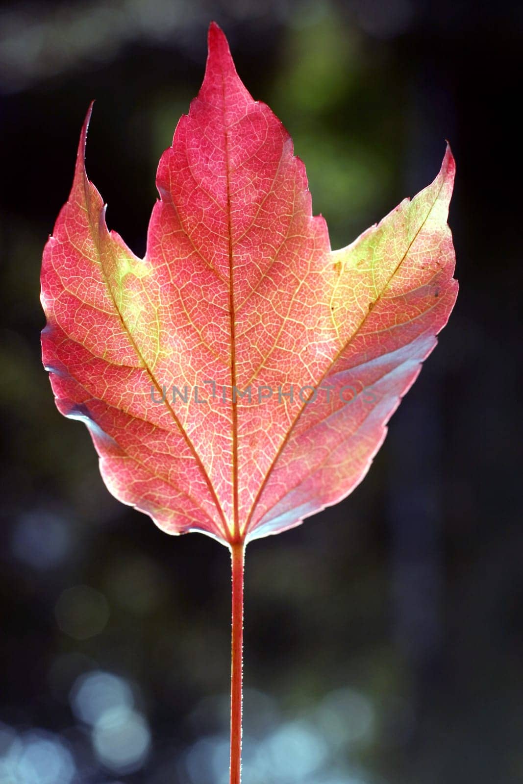 Autumn leaf