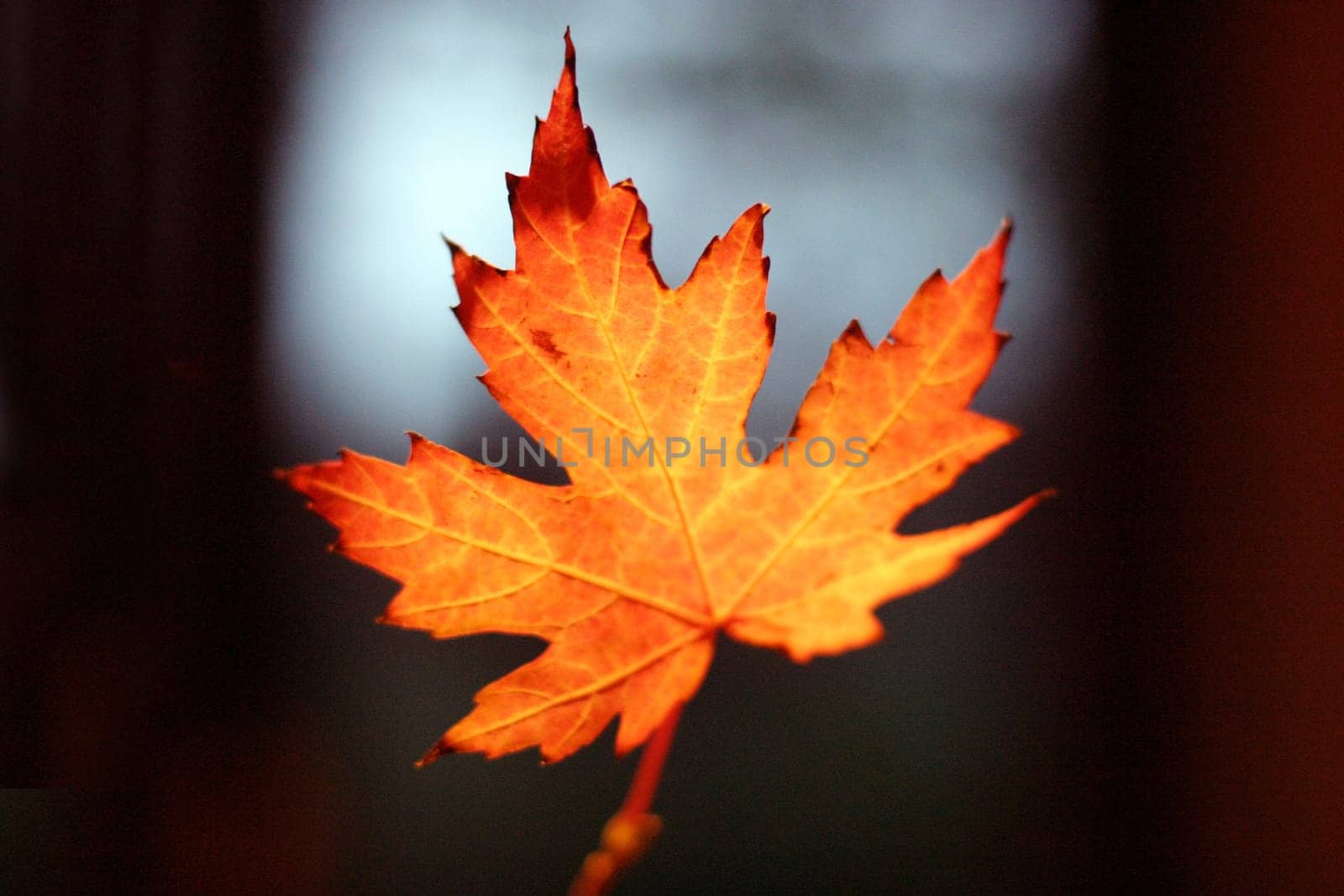 Autumn leaf