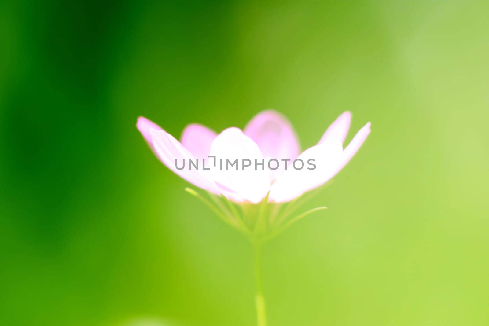 white blossom