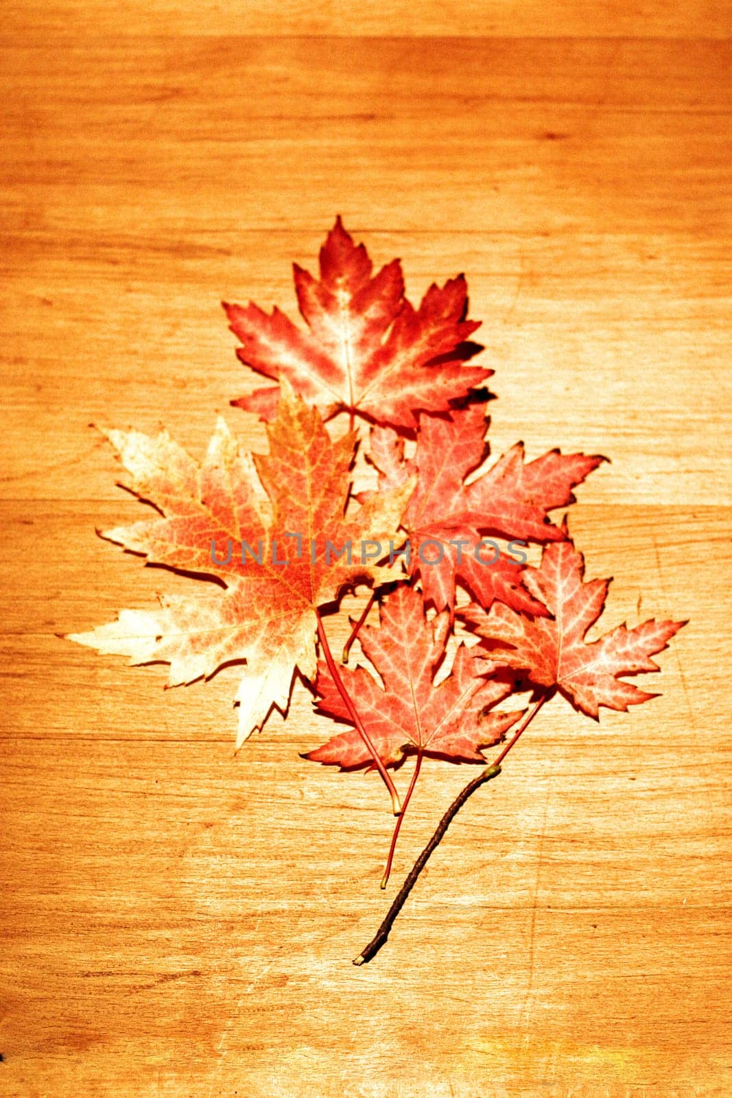 Leaf in autumn