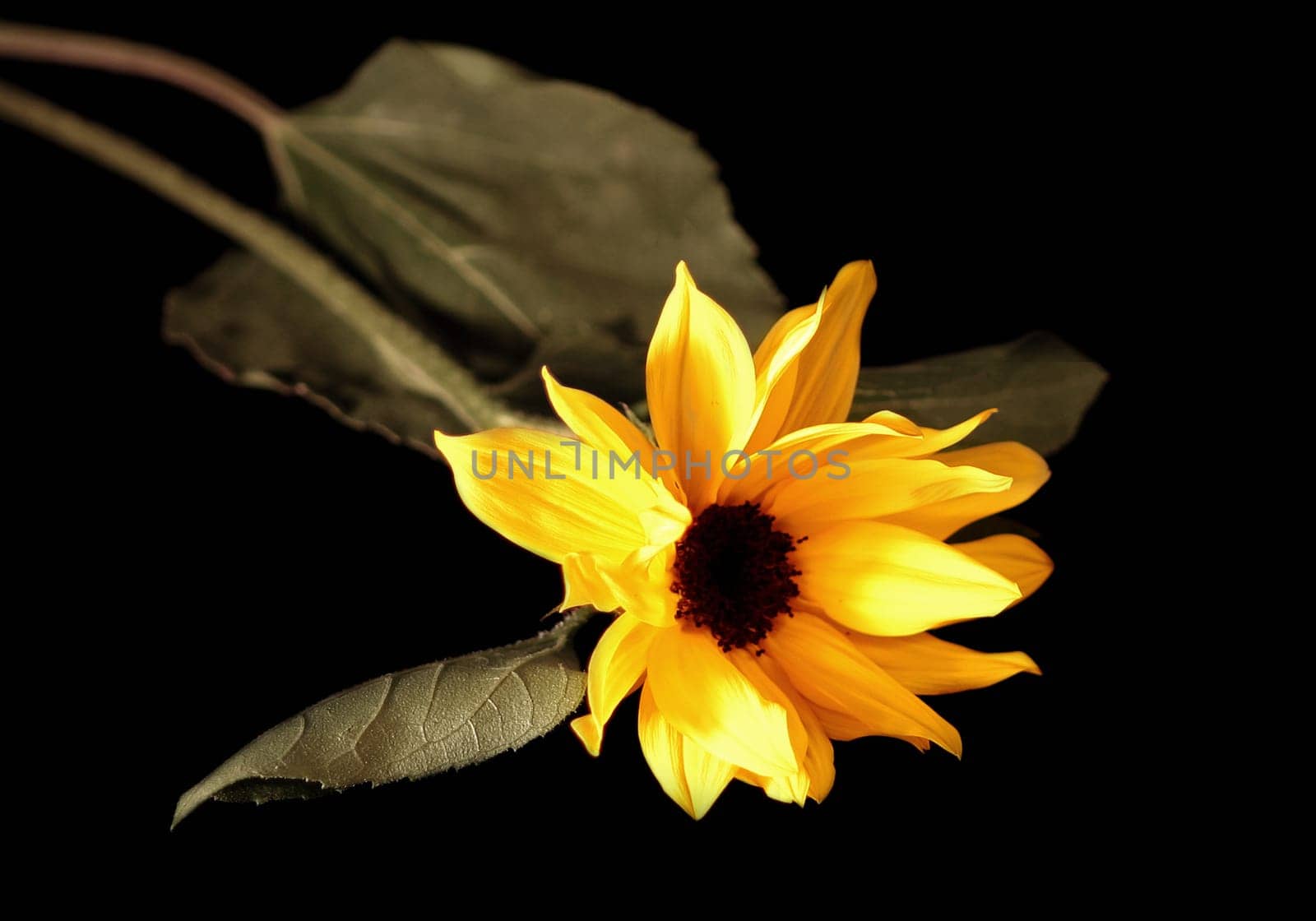 Sun Flower