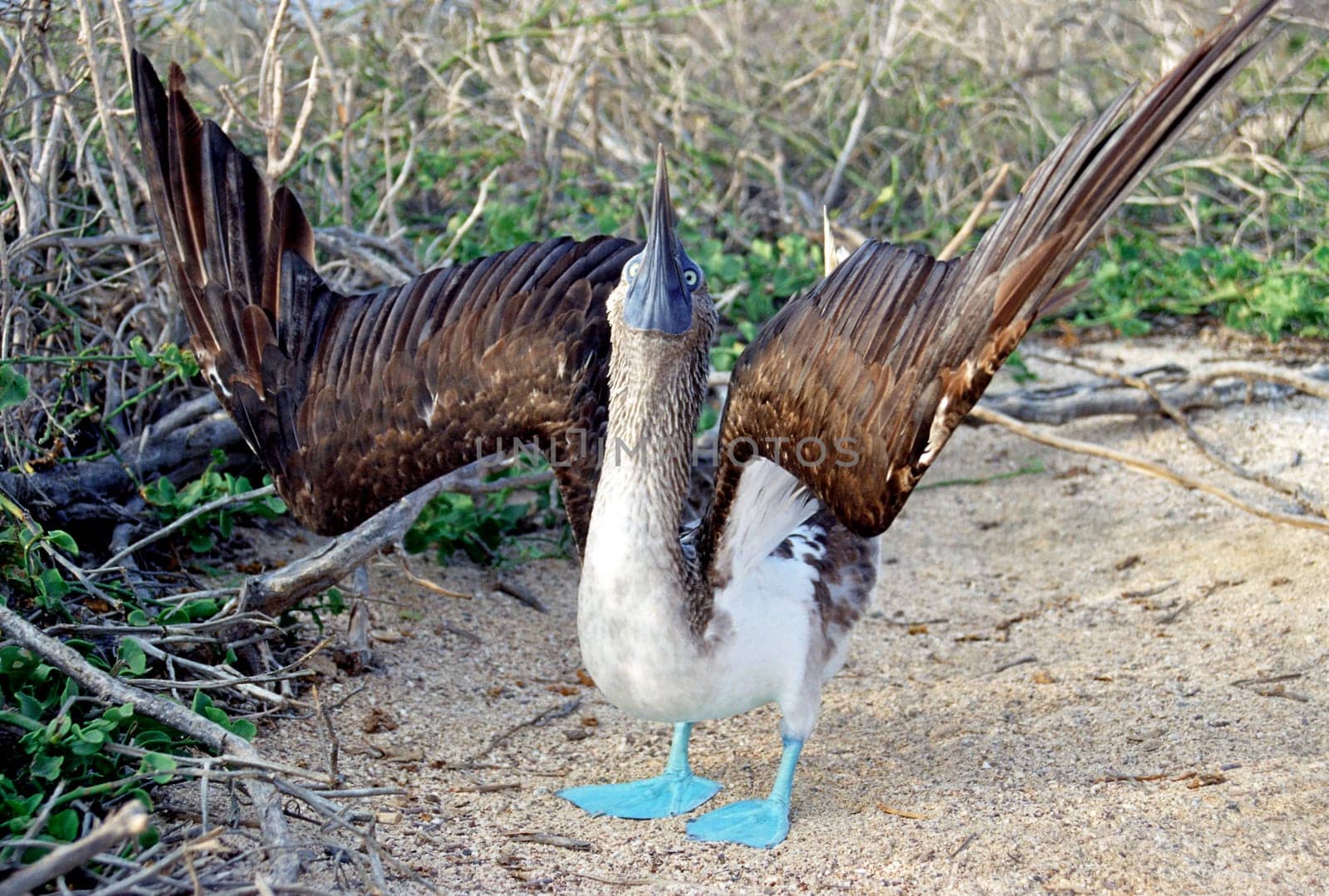Blue-footed at courtship dance