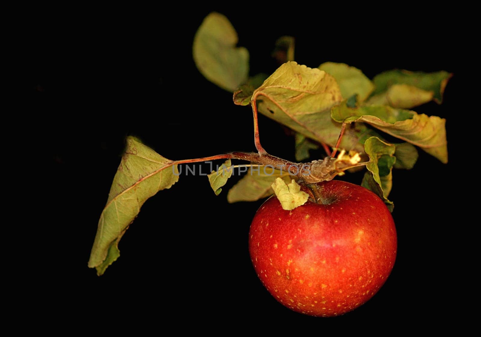 Autumn apples