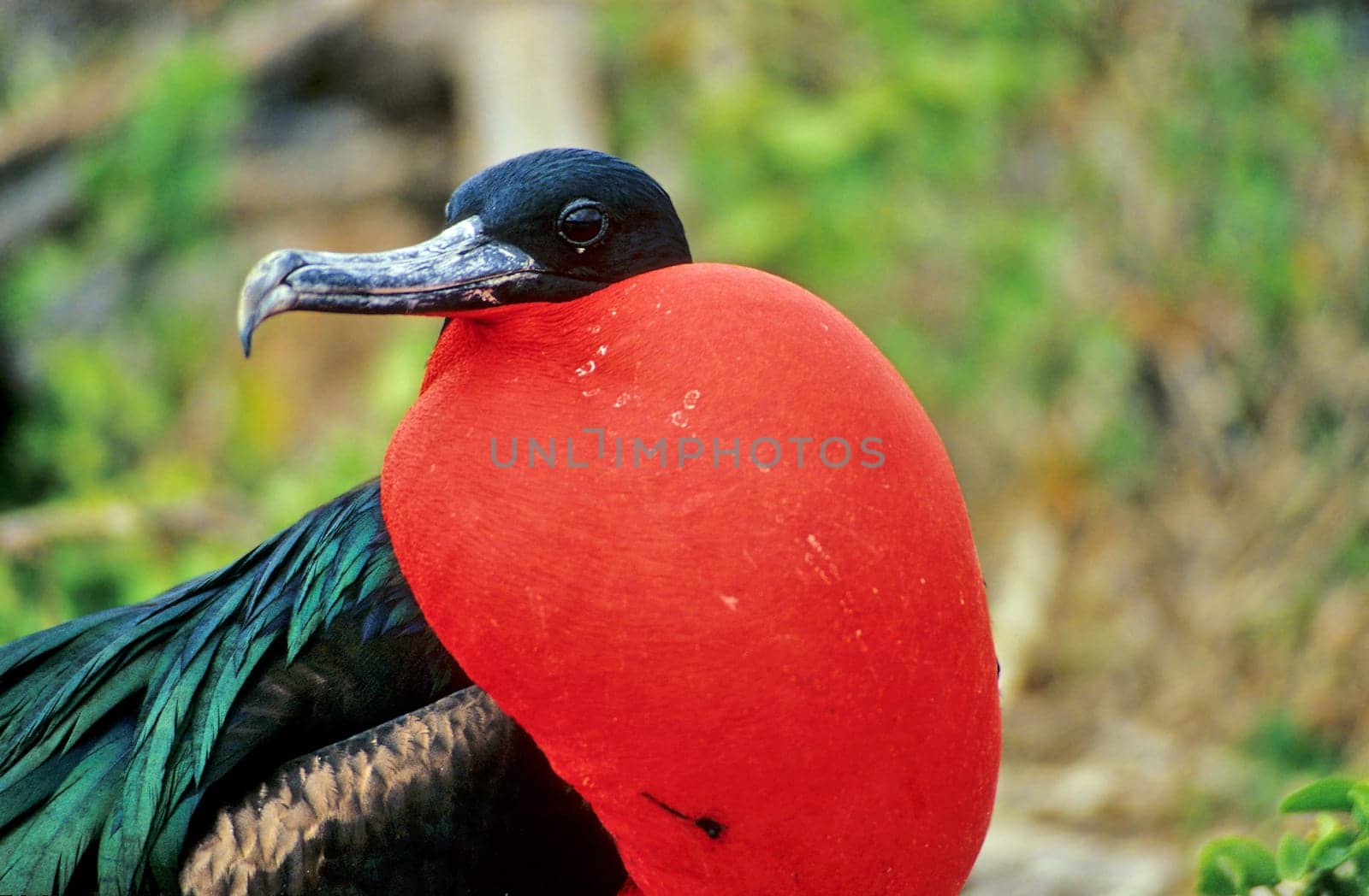 Frigatebird
