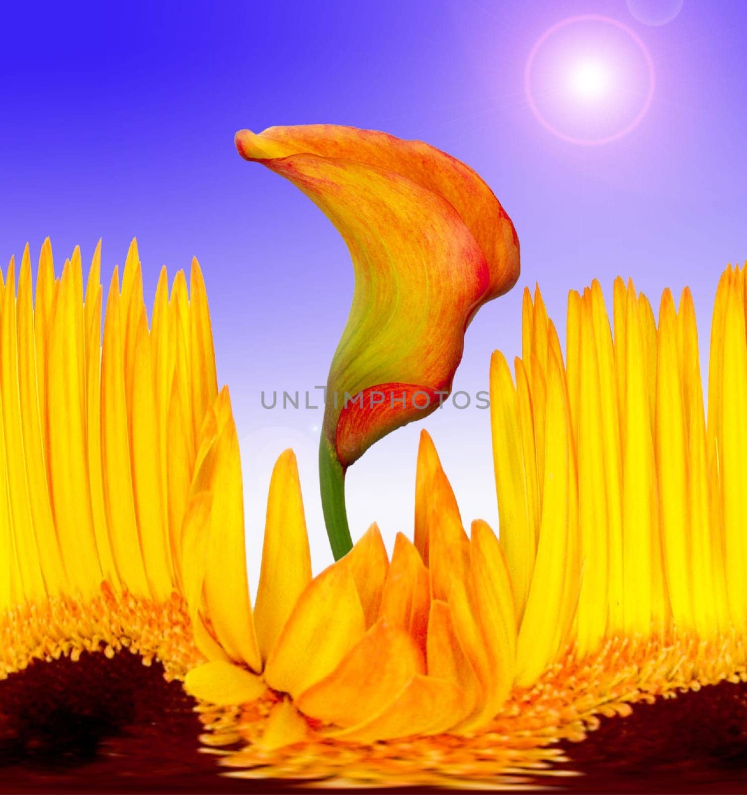 Flowers without food