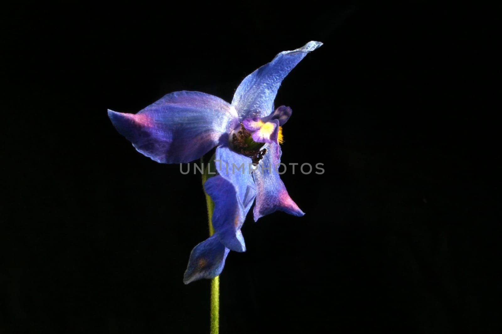 Flower Blue