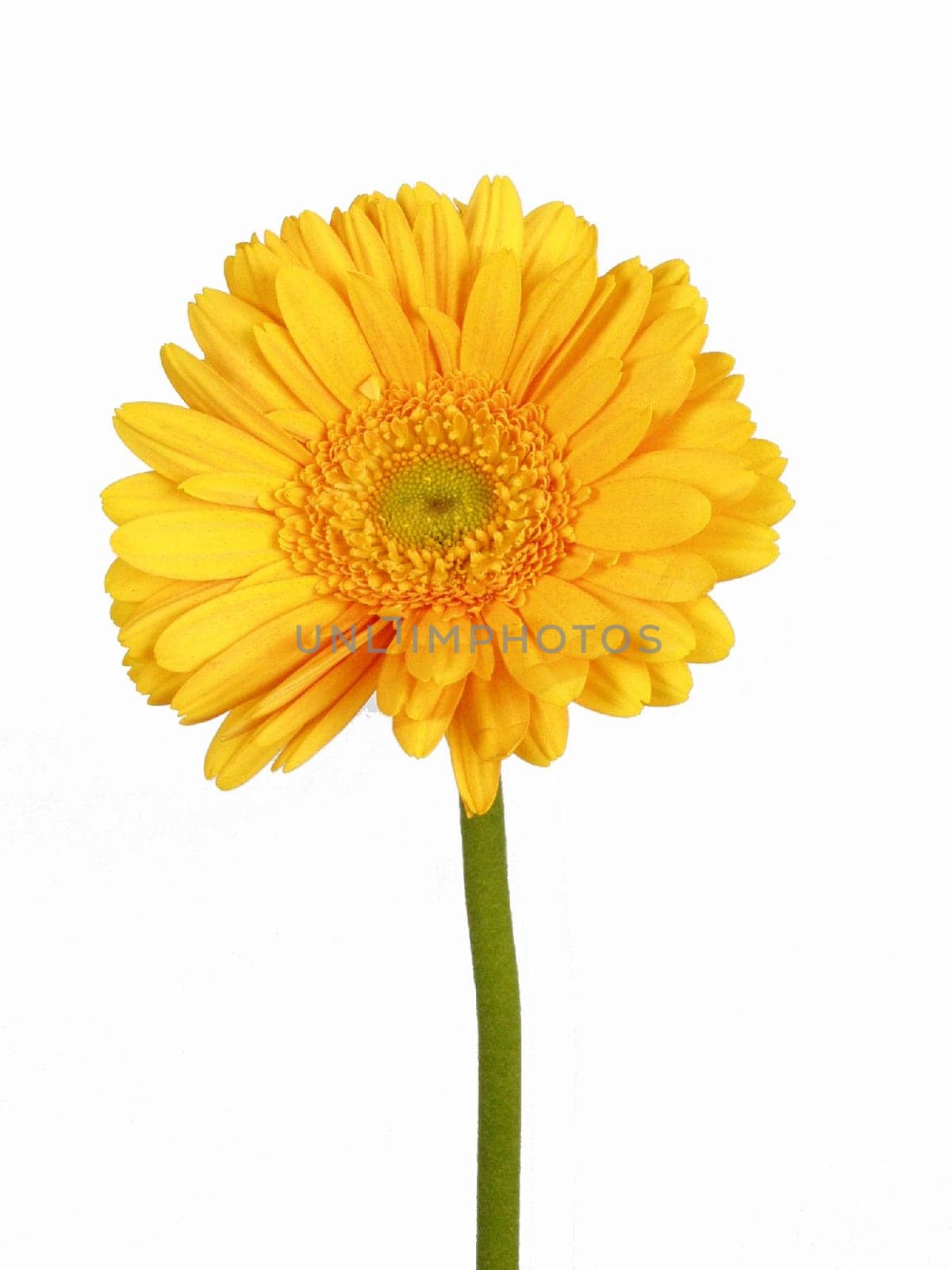 Flower Yellow