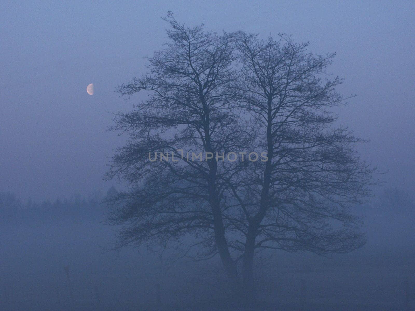 Willow tree in the early morning fog at the blue hour with a setting moon on a meadow in Schleswig-Holstein. Photographed in April 2004 with a Minolta D7i.