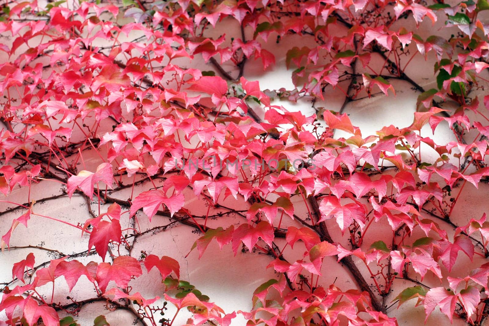 red ivy
