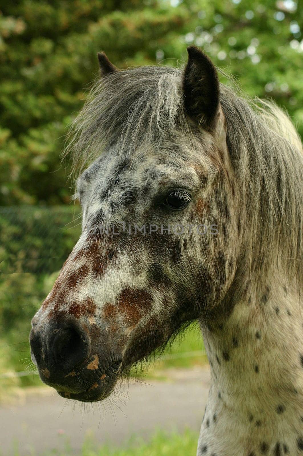 Shetty stallion