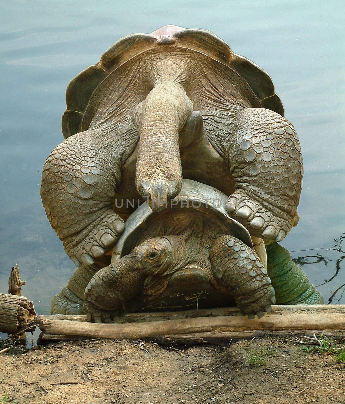 Turtle pairing