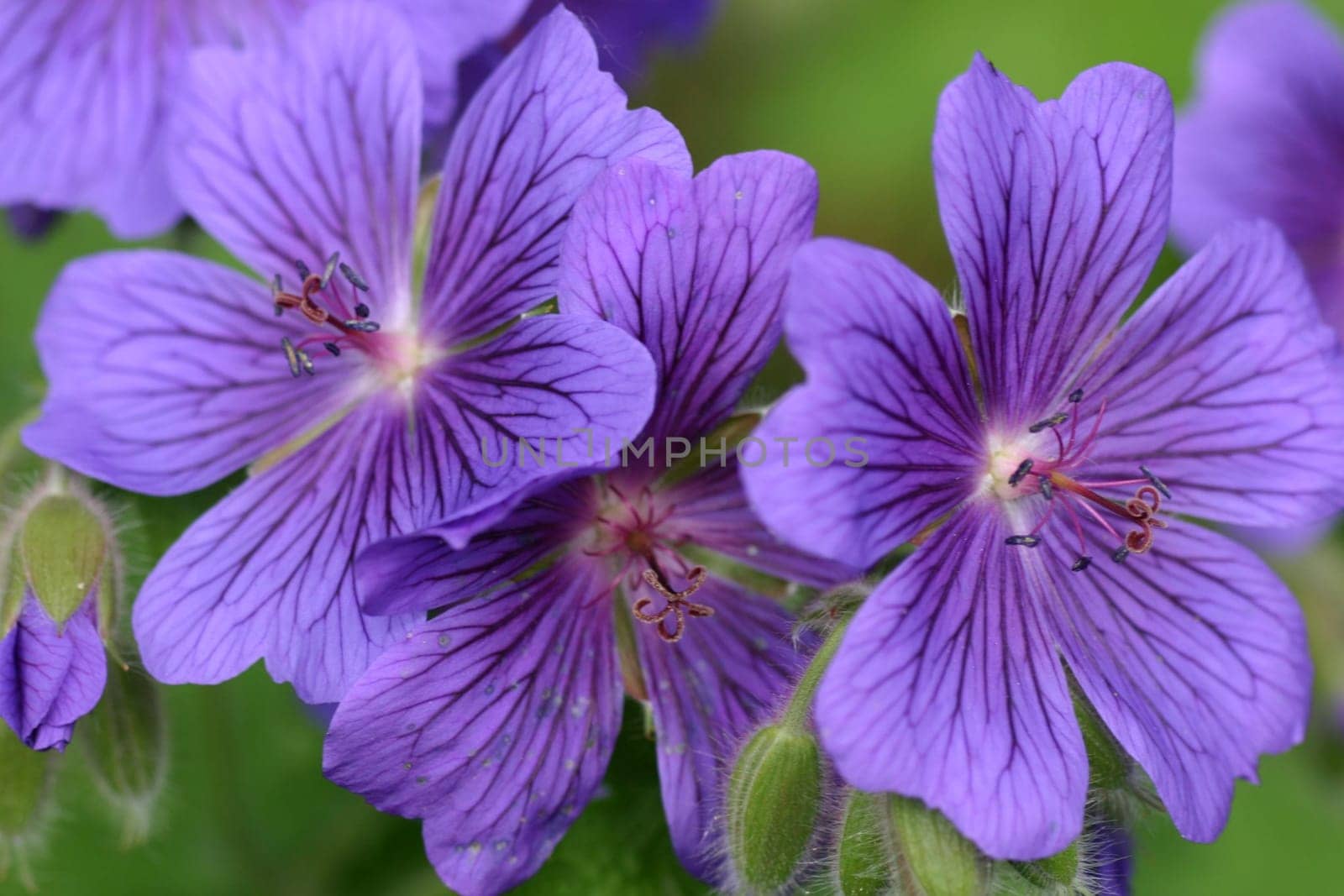 just a blue flower.