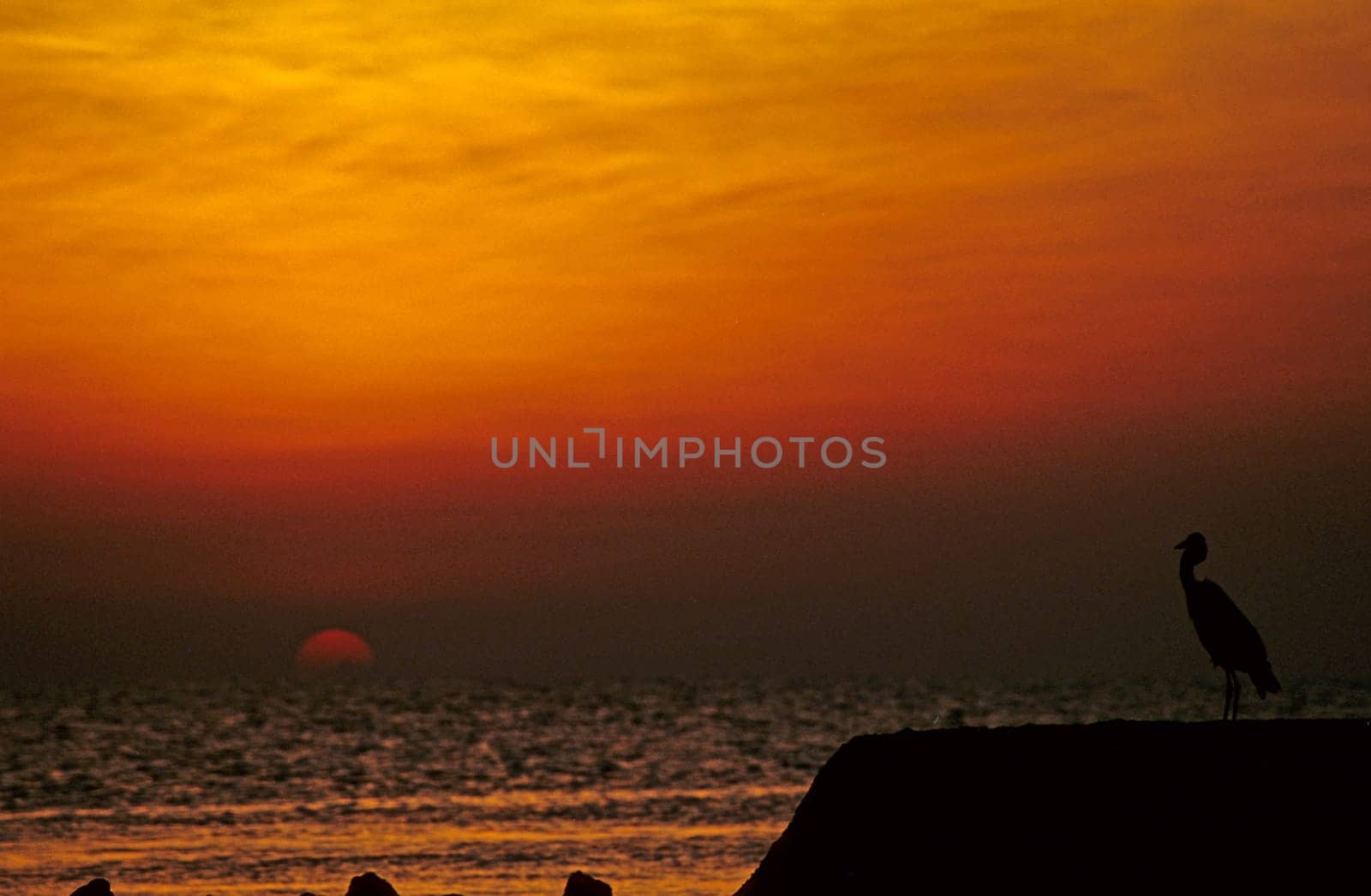Maldivian heron in sunset ...