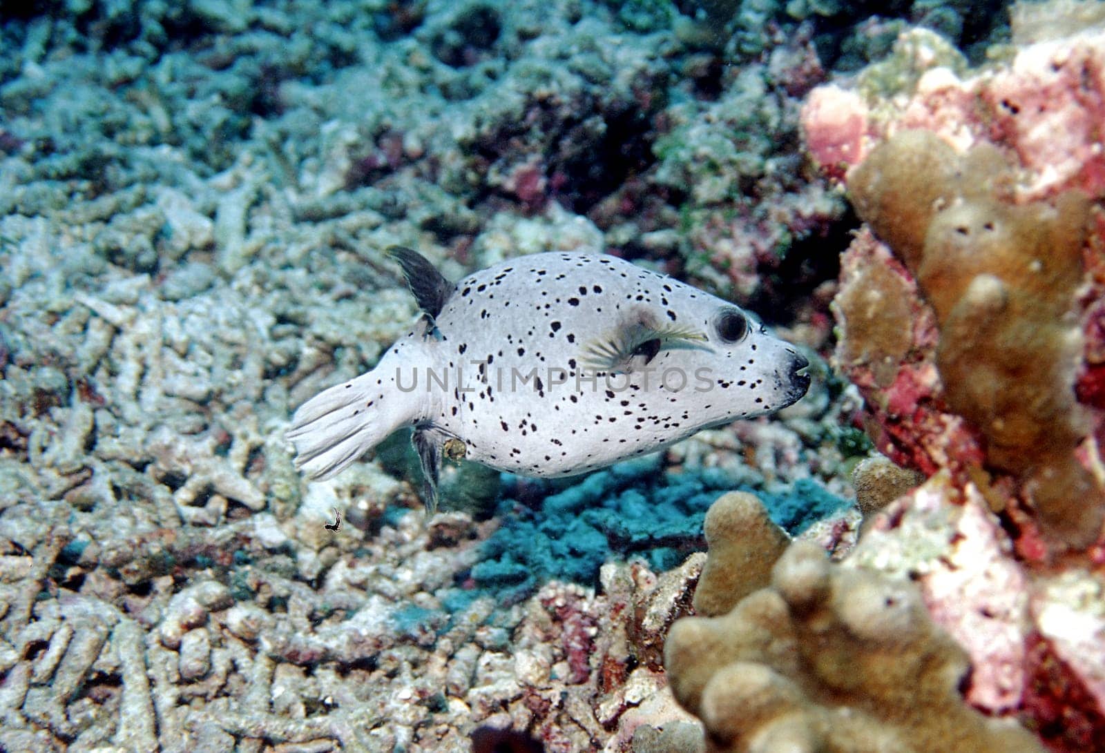 Puffer II