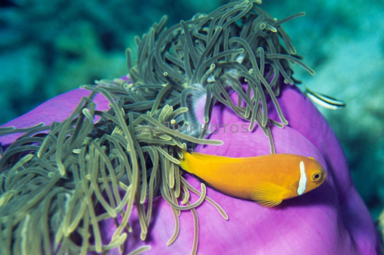 Anemonefish II