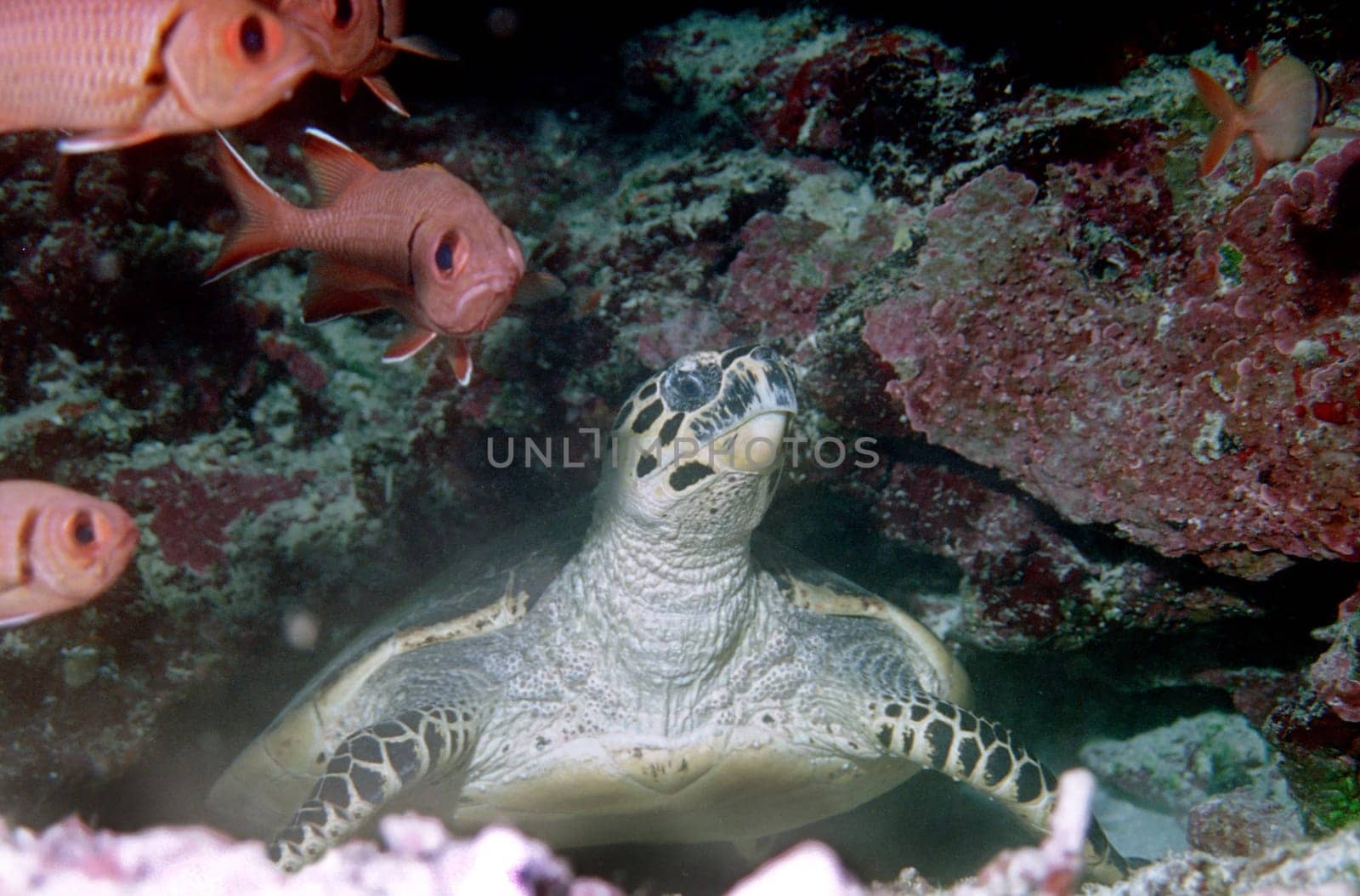 Sea turtle