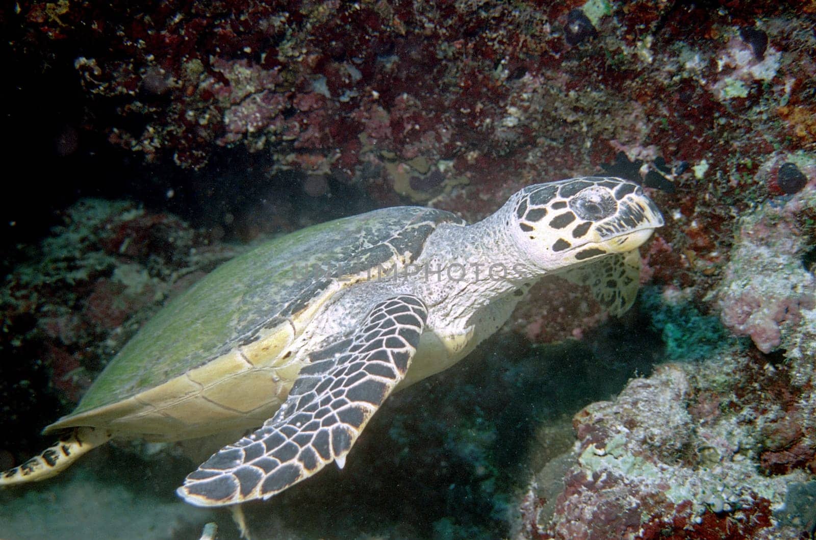 Sea Turtle IV