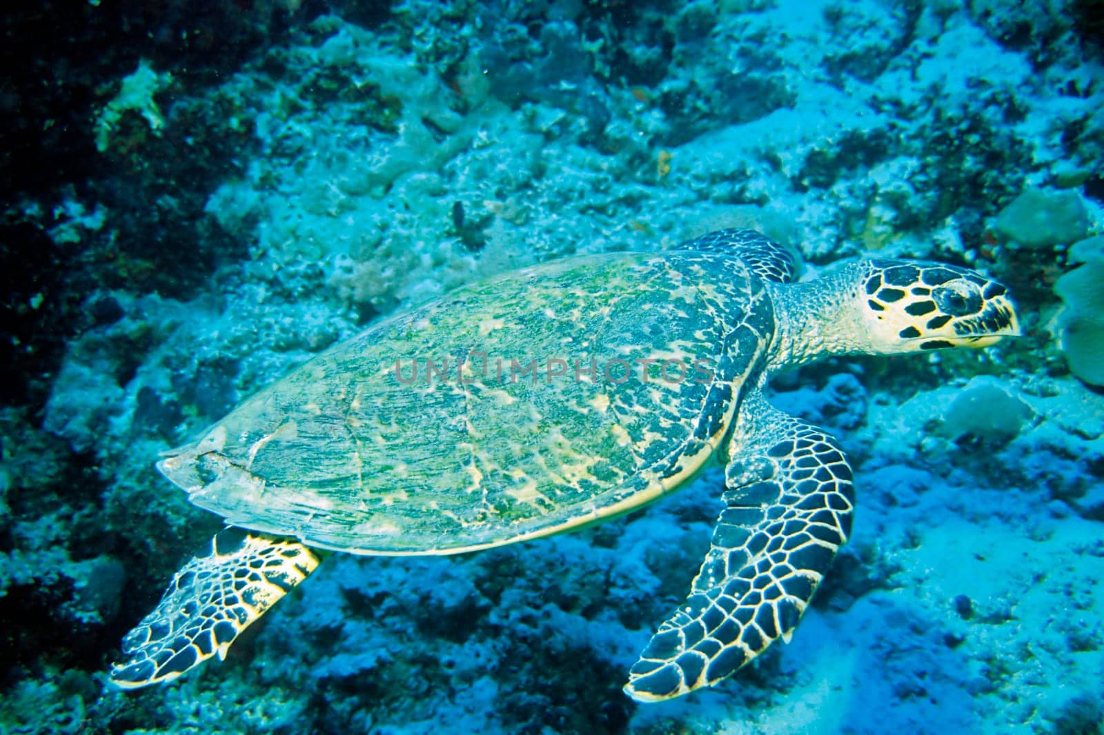 Sea Turtle II