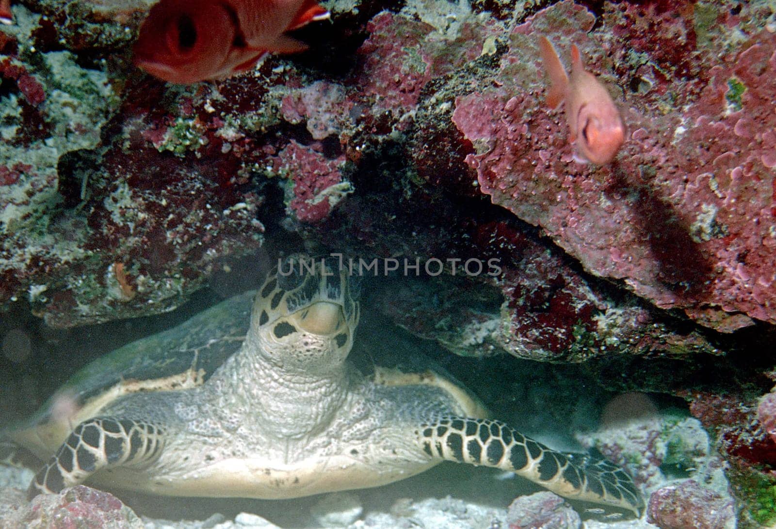 Sea Turtle V