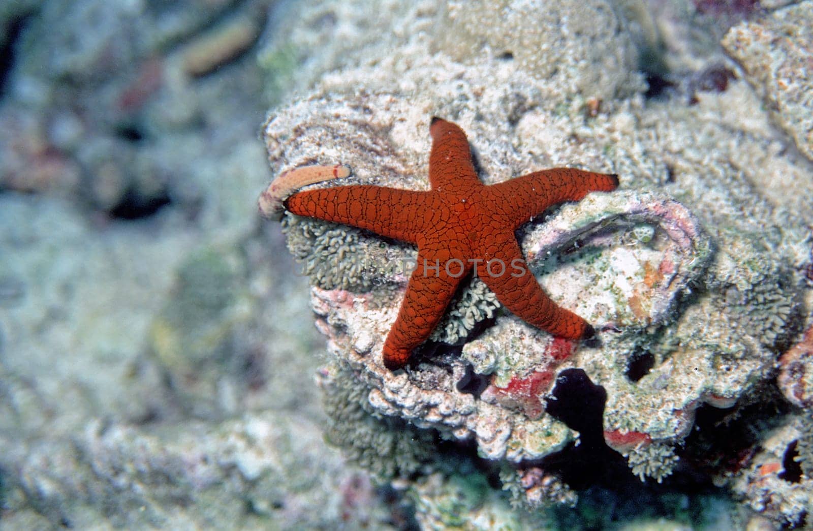 Starfish