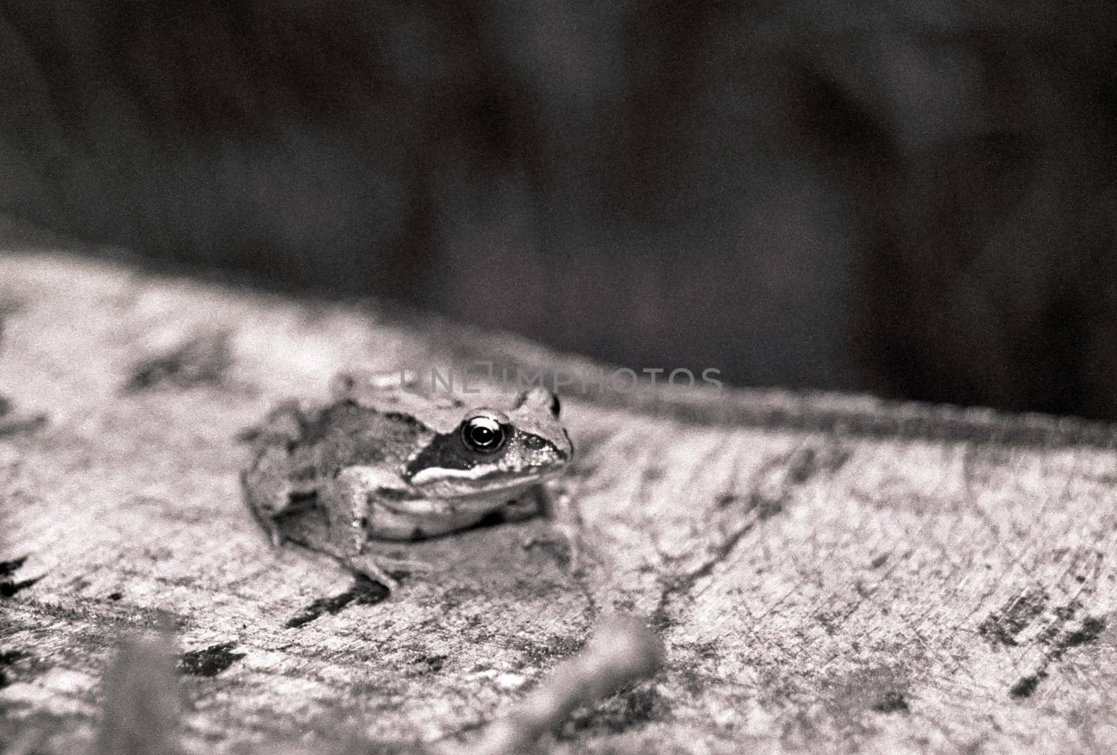 Common frog
