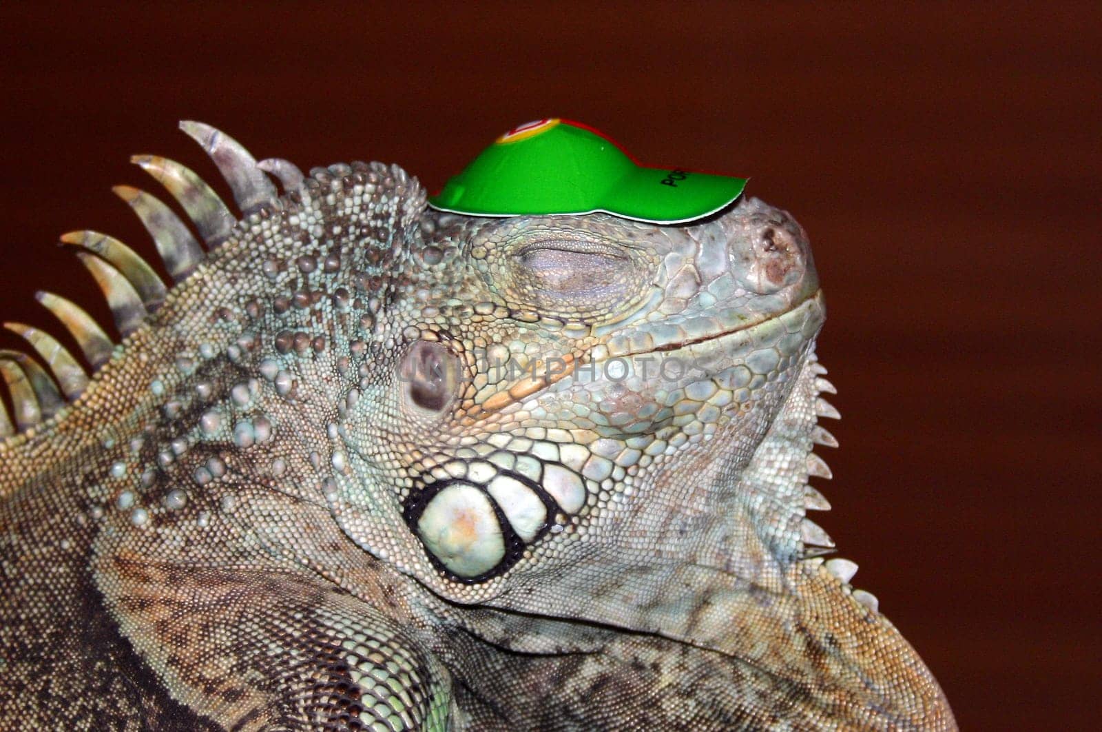 Flash fire tooth and his new hat
