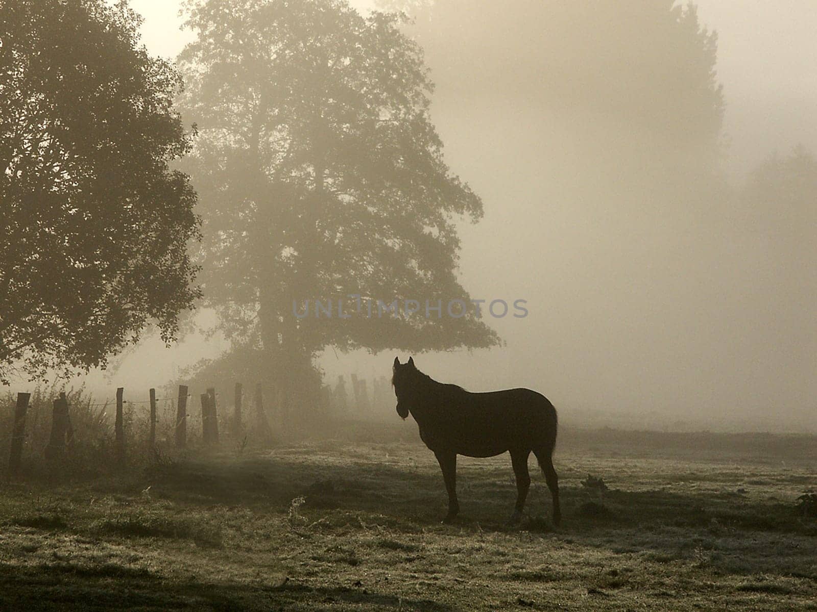 Morning Mist