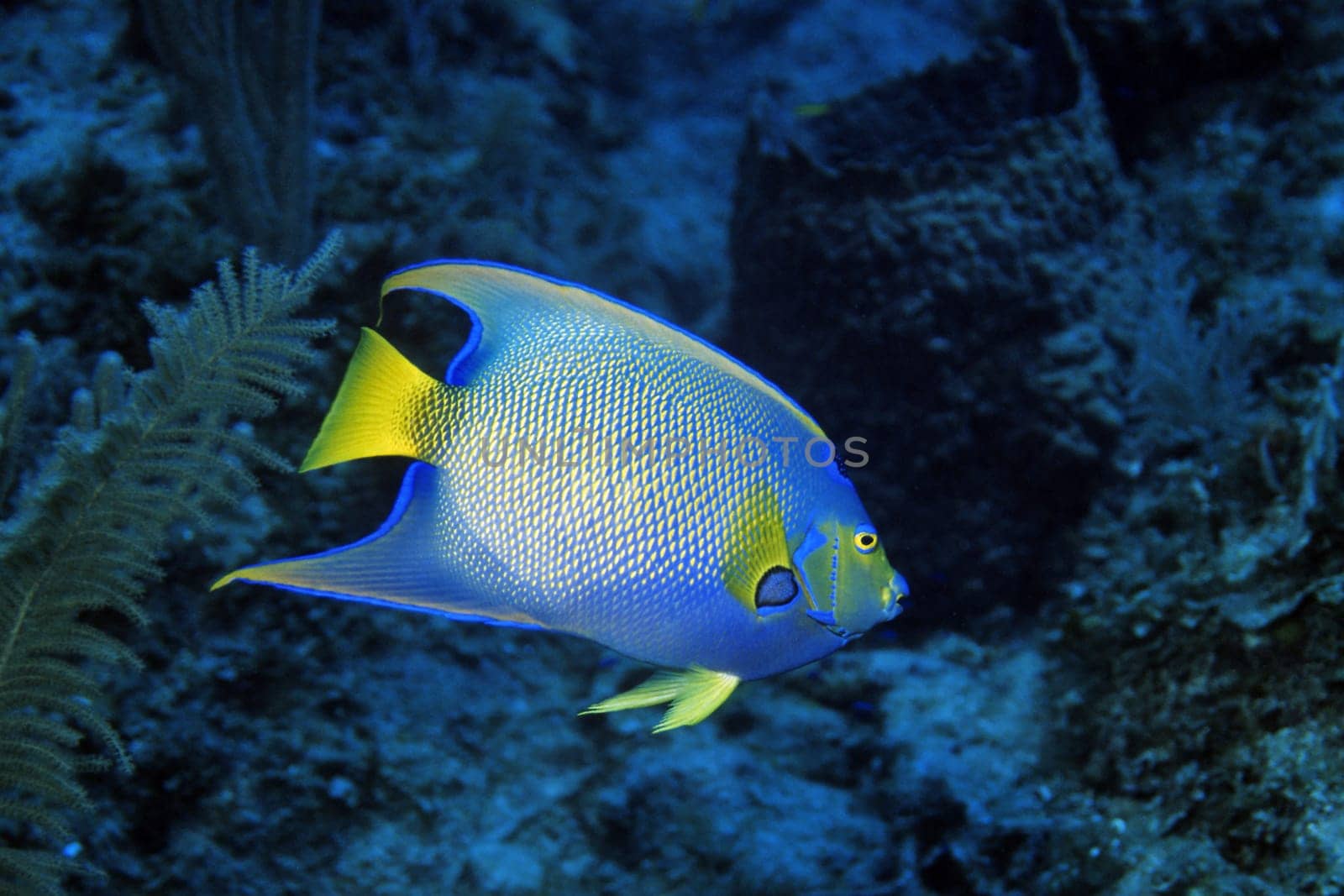 Diadem angelfish