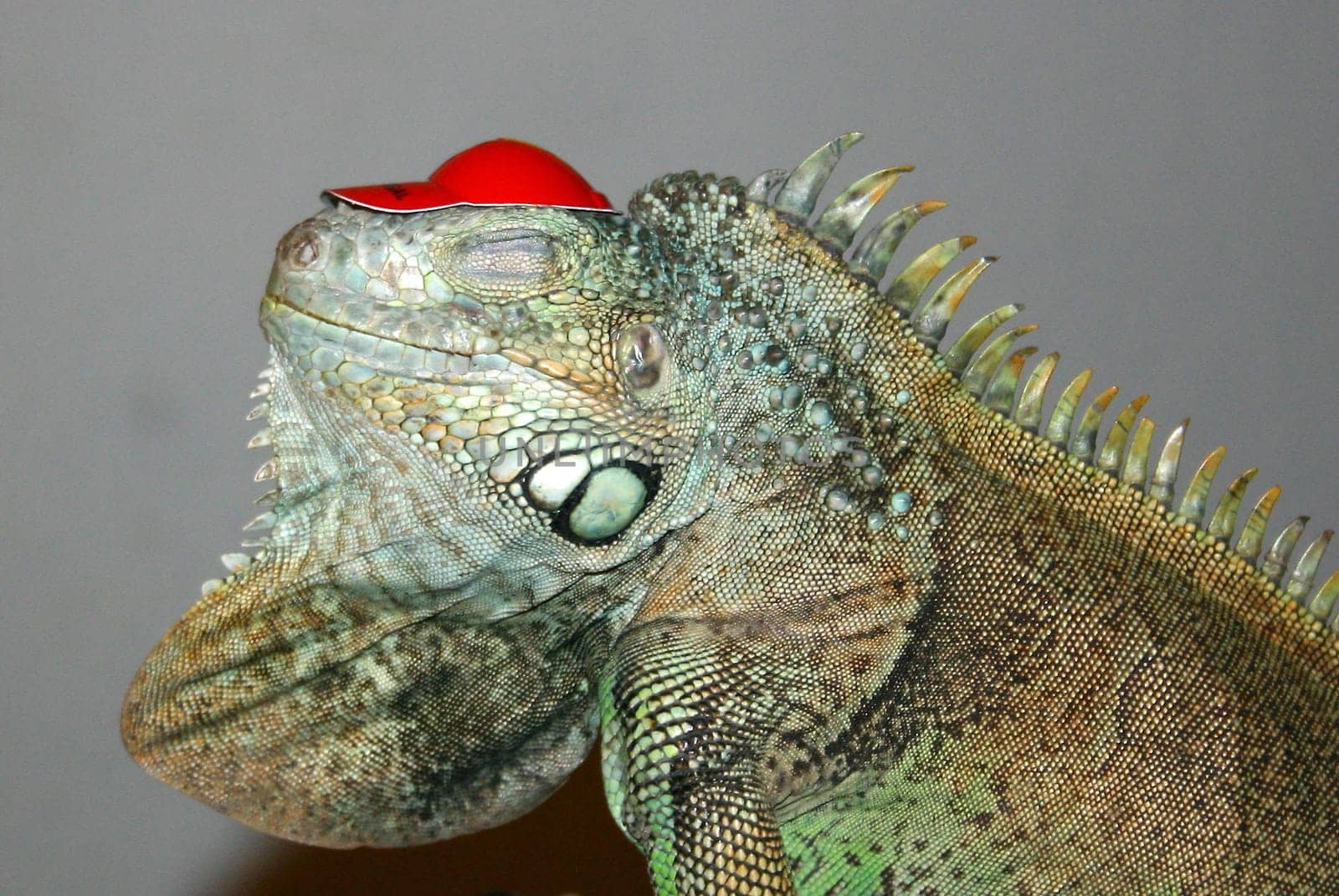 Flitez Firetooth and his new hat III