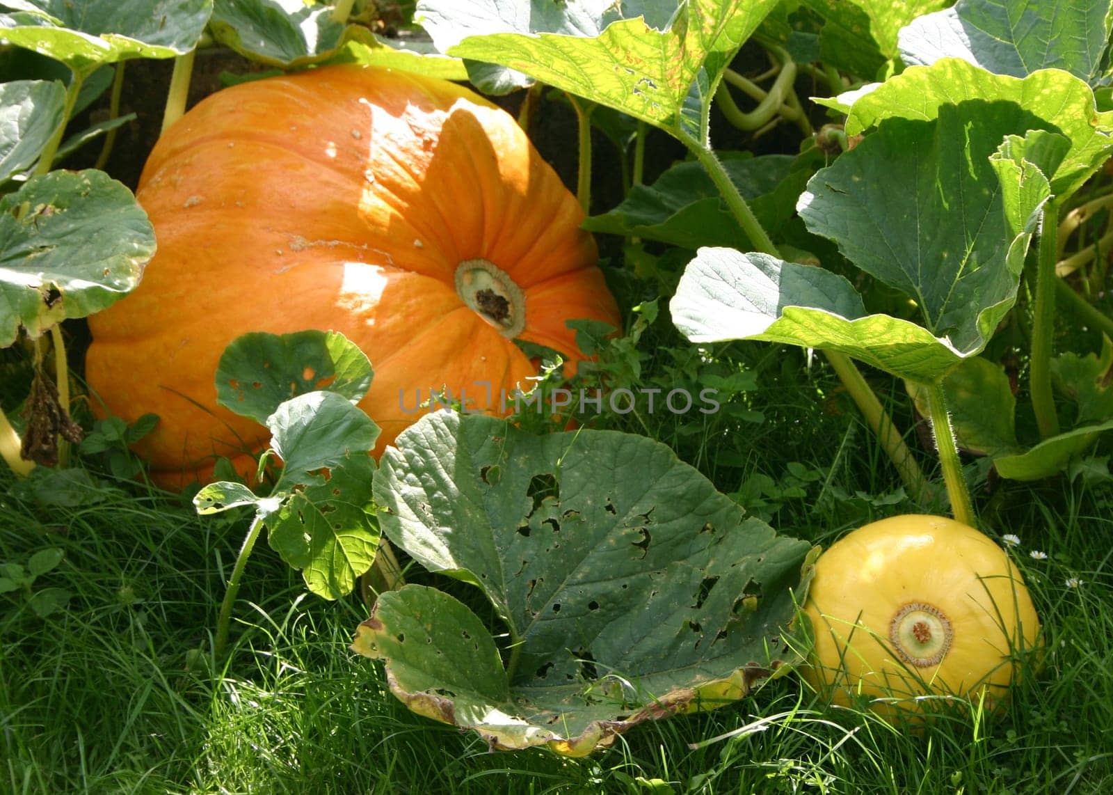 I had also recorded these pumpkins in the monastery garden,but I'm not quite sure about the effect compared to the first publication.
