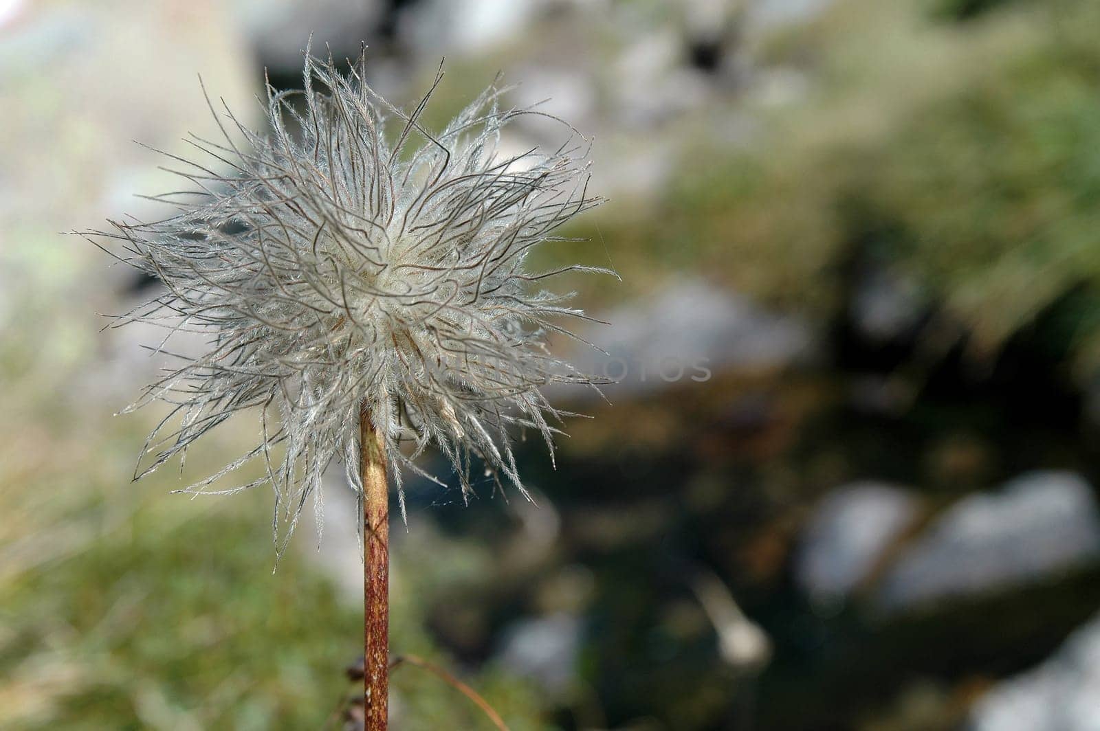 Lonely flower in the mountains