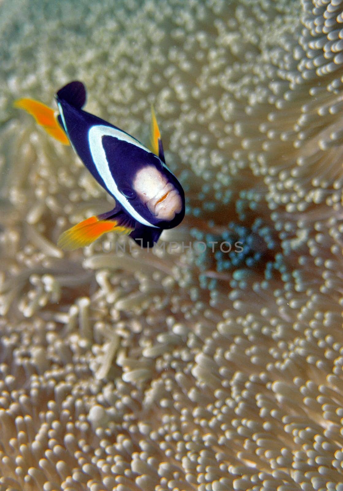 aNEMOnenfisch III
