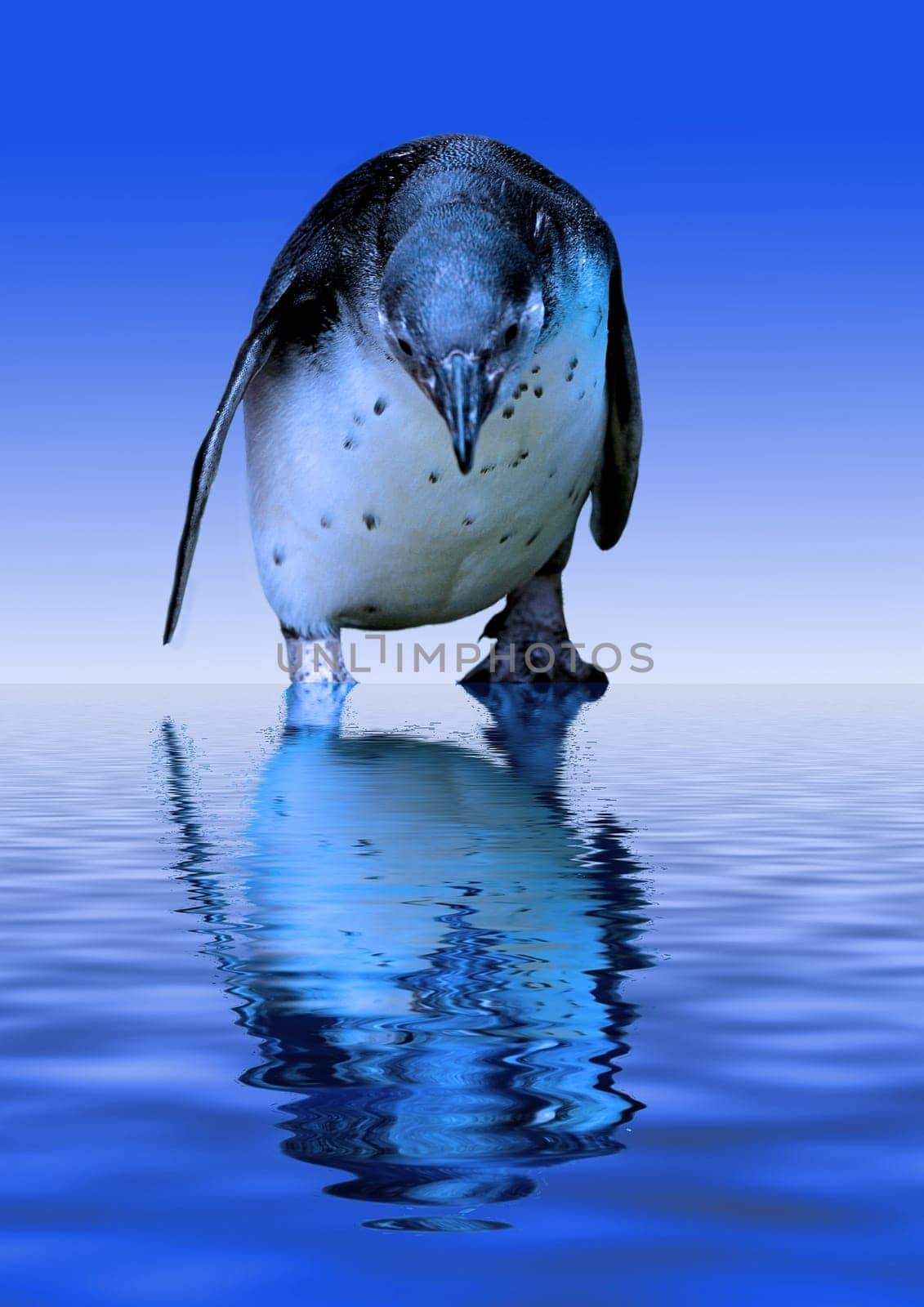 Arctic Penguin